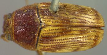 Media type: image;   Entomology 8409 Aspect: habitus dorsal view